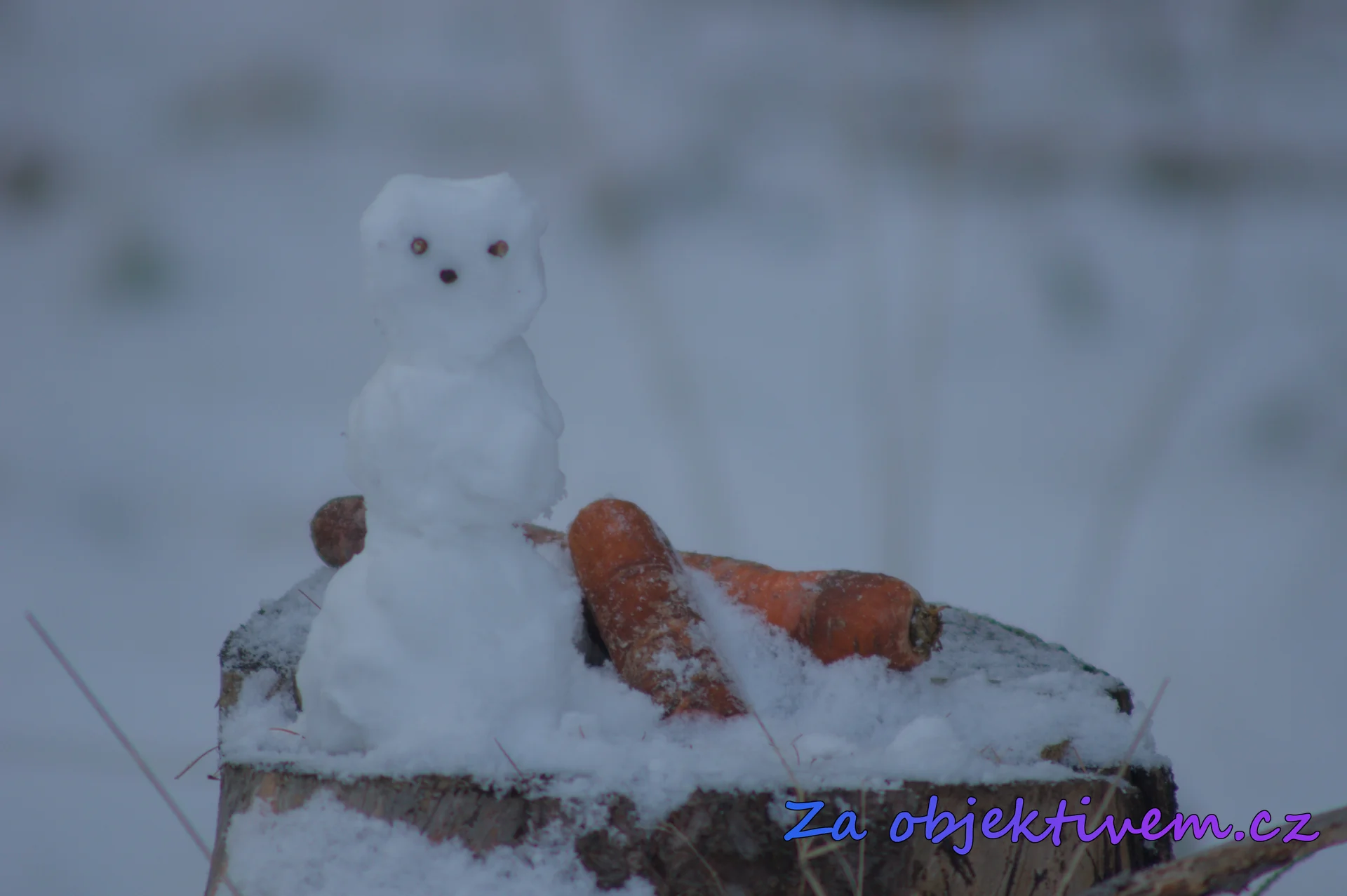 Česko
